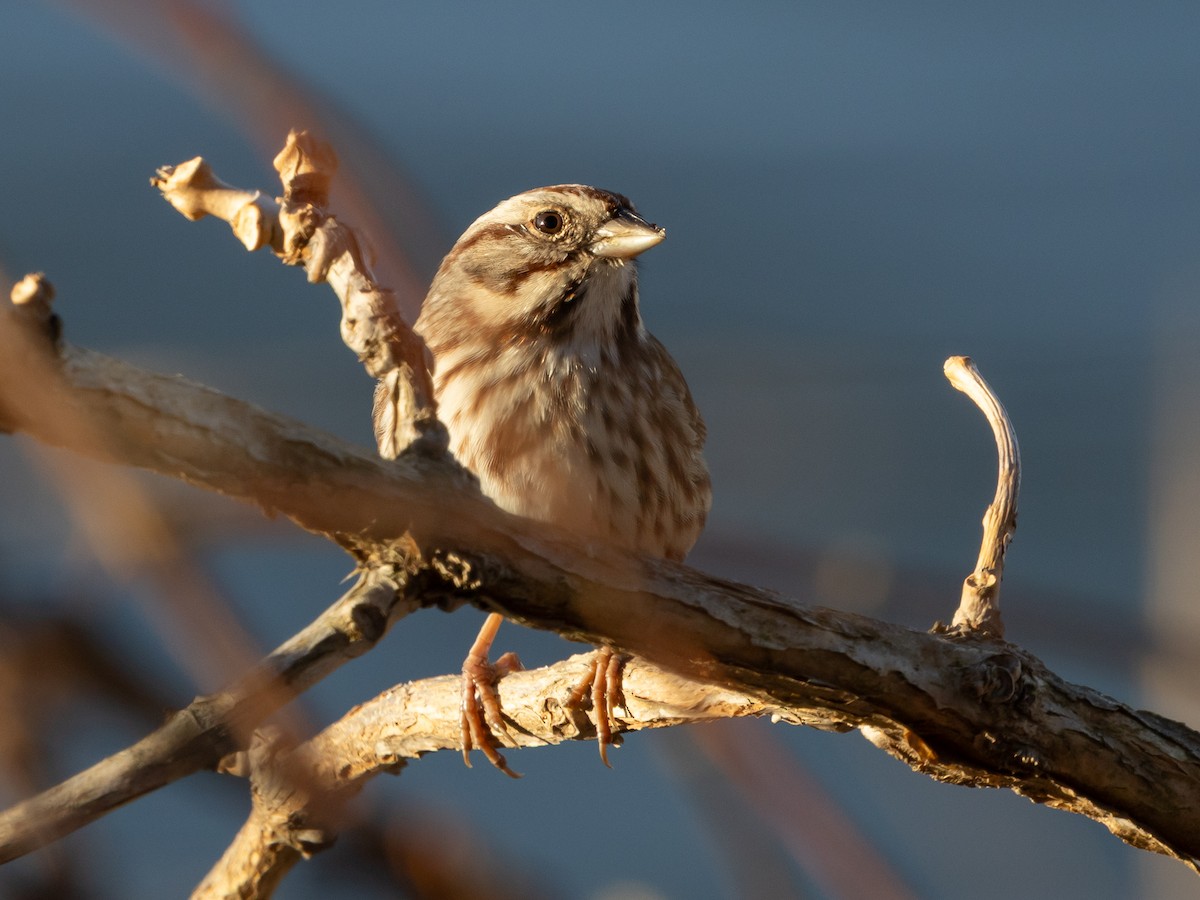 strnadec zpěvný - ML645867478