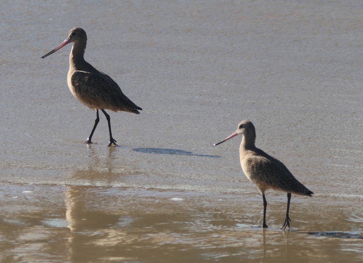 břehouš velký - ML645867479