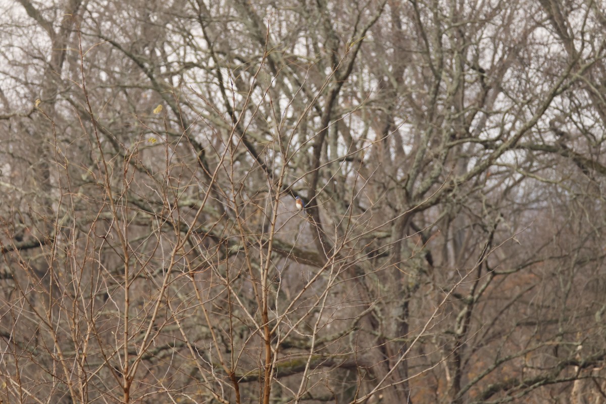 Eastern Bluebird - ML645867483