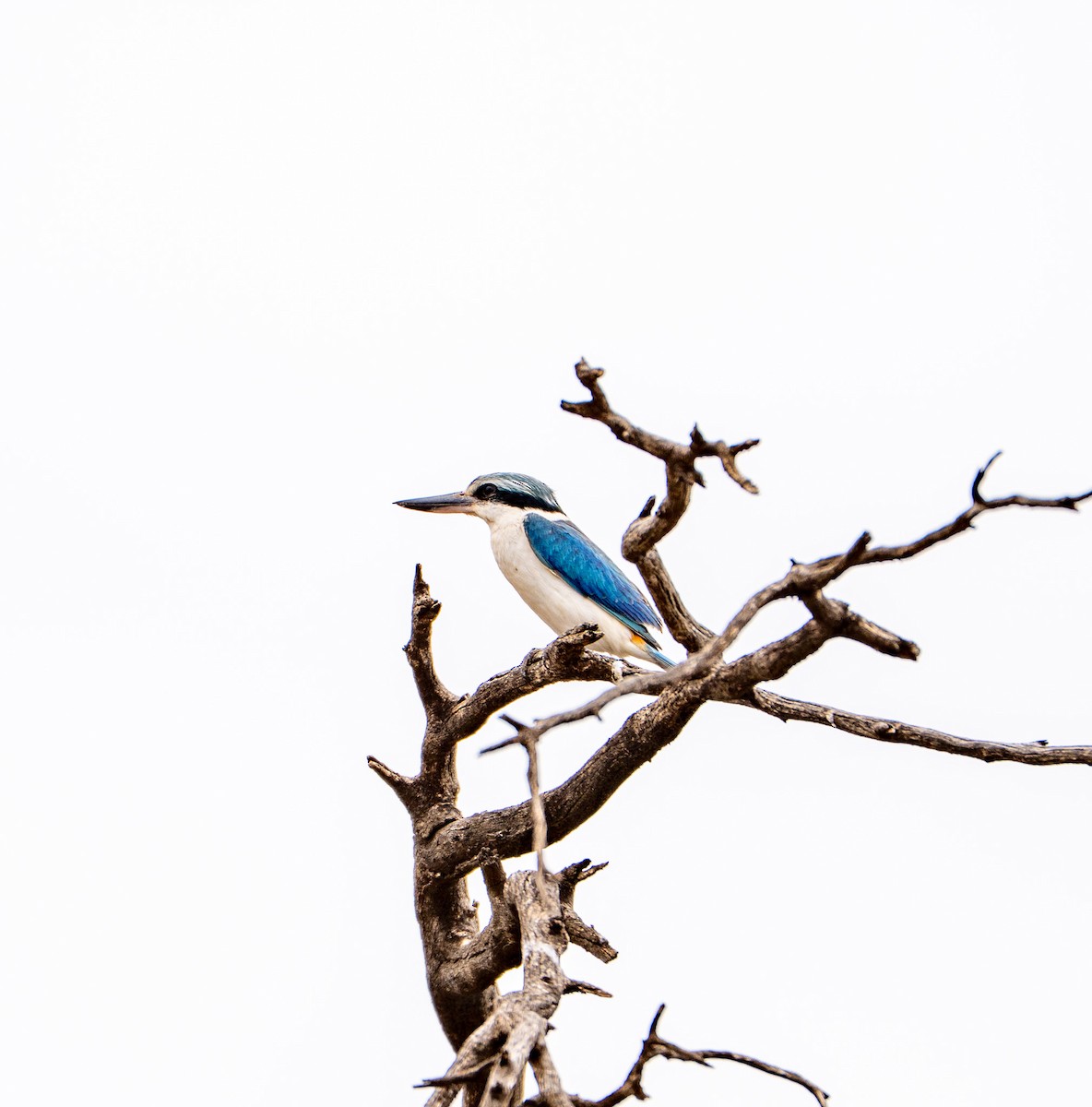 Kırmızı Belli Yalıçapkını - ML645867497