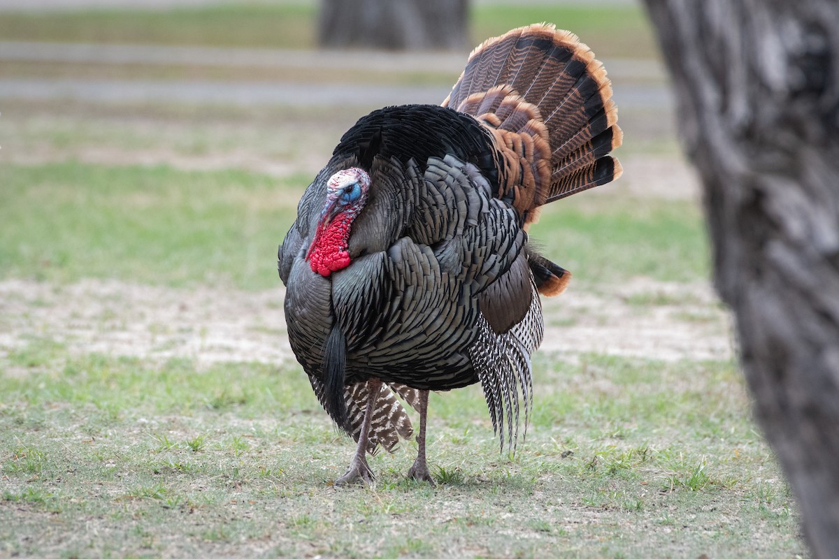 Wild Turkey - ML645867502