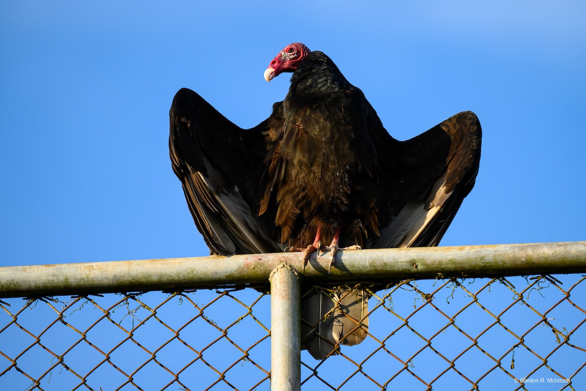 Turkey Vulture - ML645867503