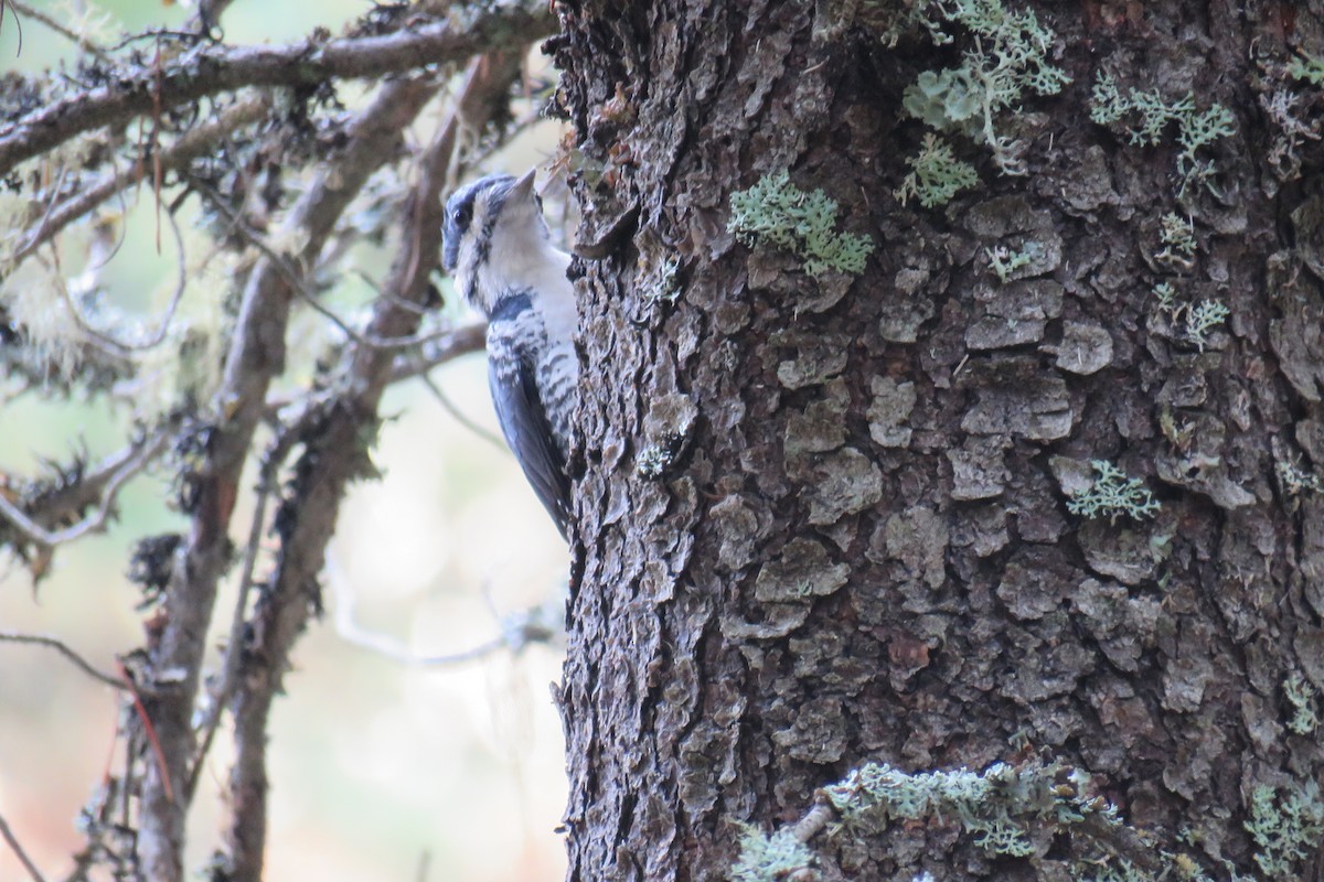 Black-backed Woodpecker - ML645867506