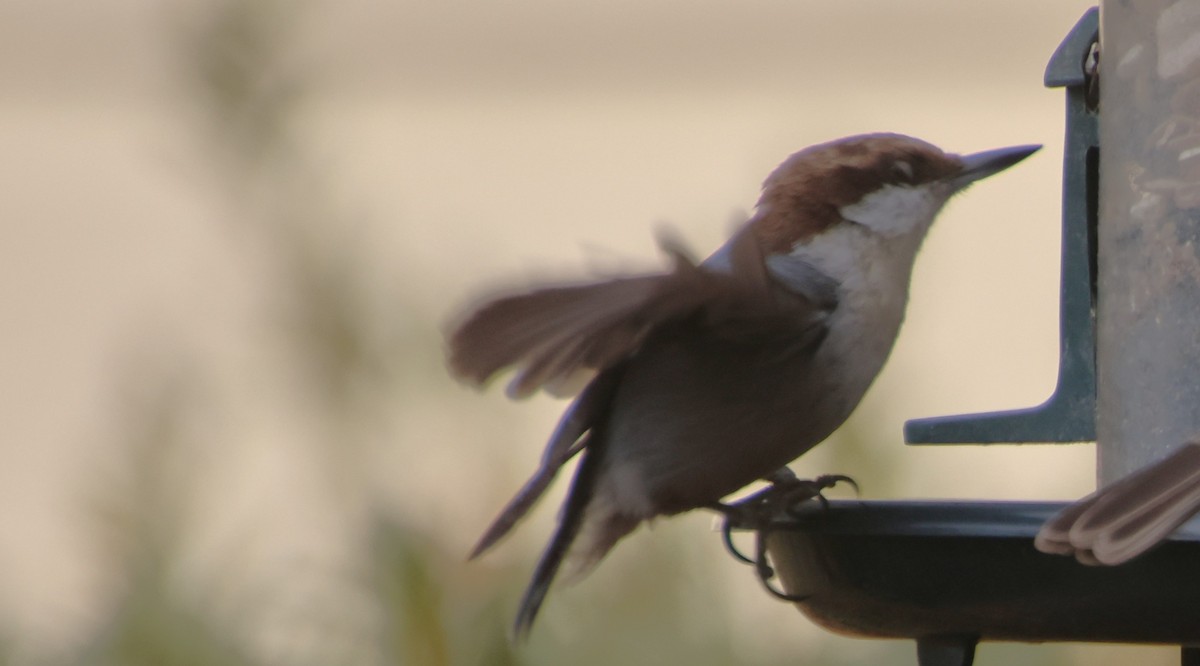 Sittelle à tête brune - ML645867523