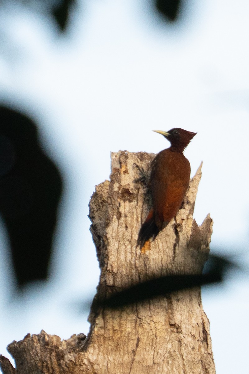 Chestnut Woodpecker - ML645867528