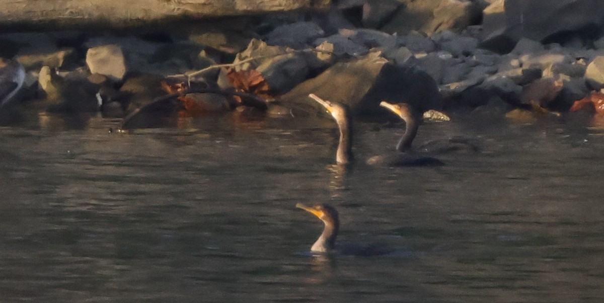 Great Cormorant - ML645867533