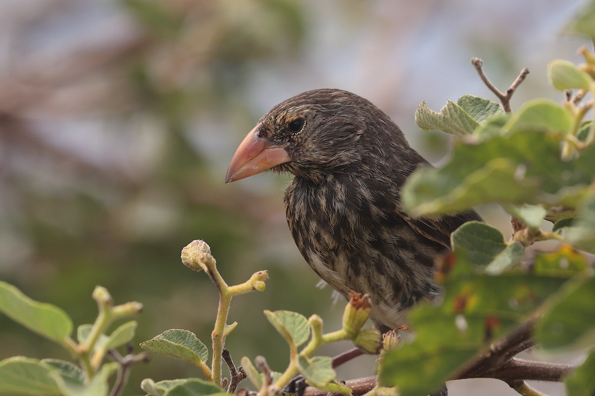 Genovesa Cactus-Finch - ML645867548