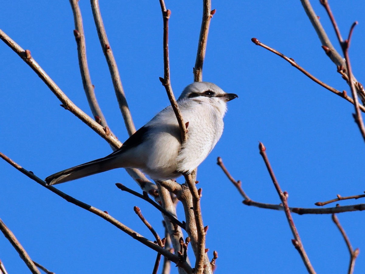 Antzandobi boreala - ML645867550