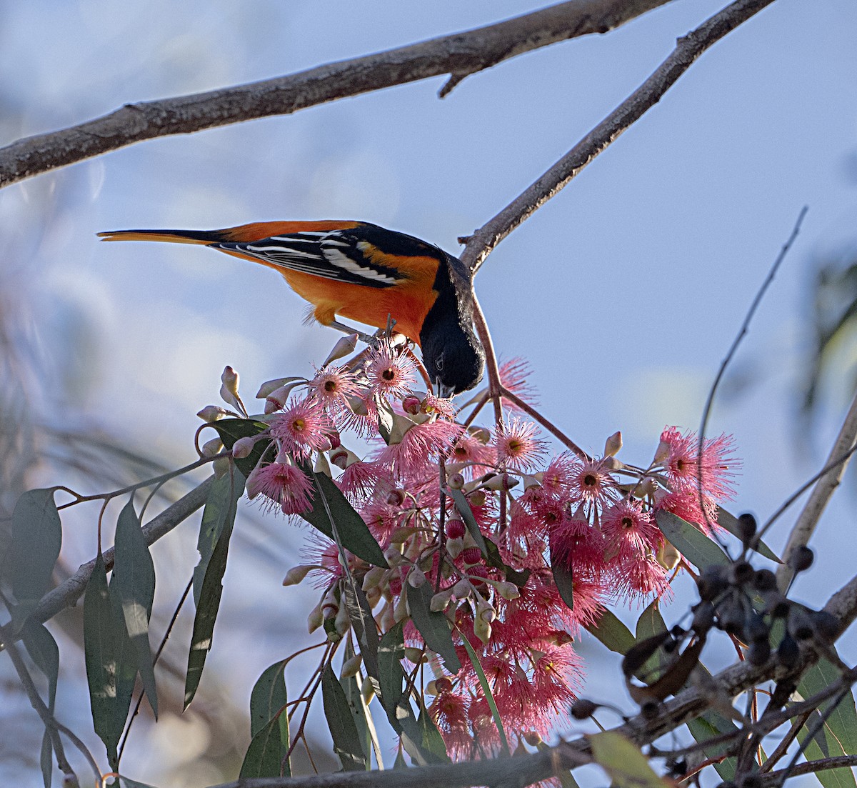 Балтиморский трупиал - ML645867551