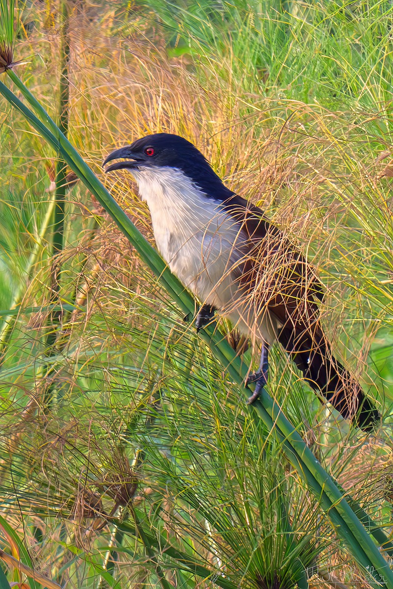 Cucal Colicobrizo - ML645867555