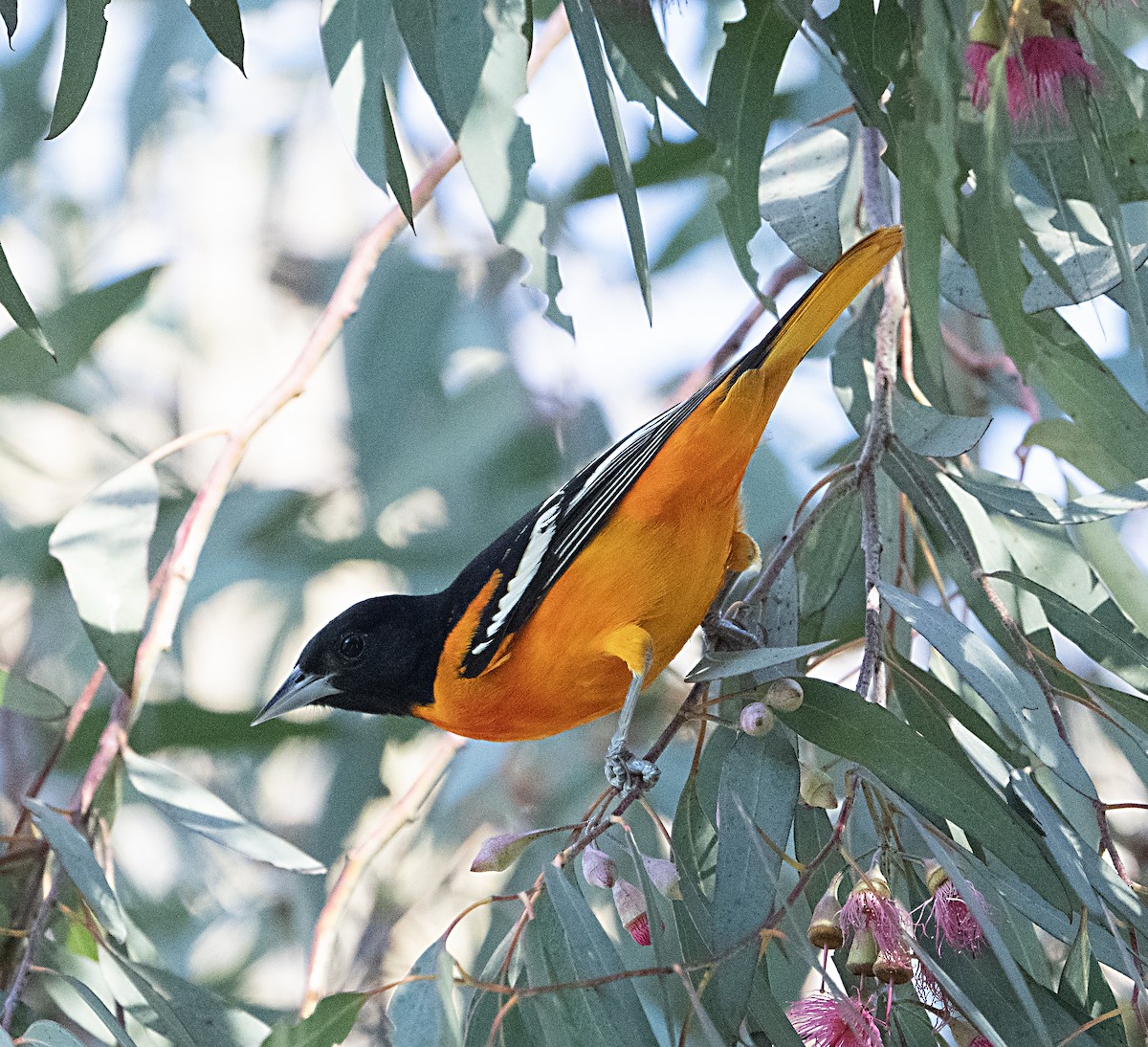 Балтиморский трупиал - ML645867565