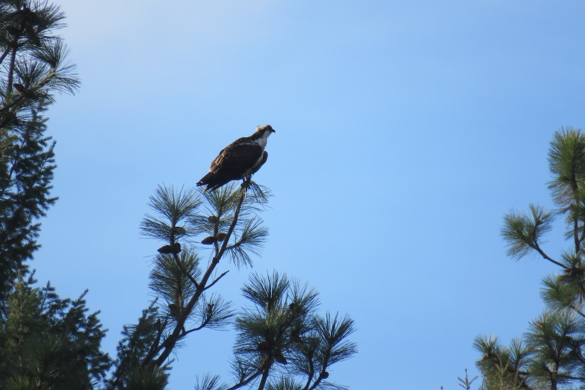 Osprey - ML645867568