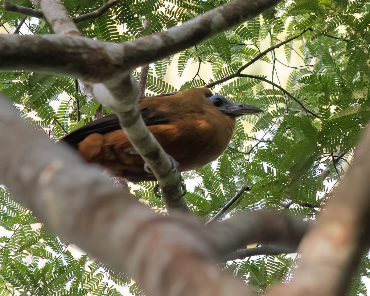 Capuchinbird - ML645867569