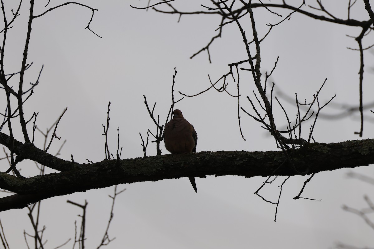 Mourning Dove - ML645867573