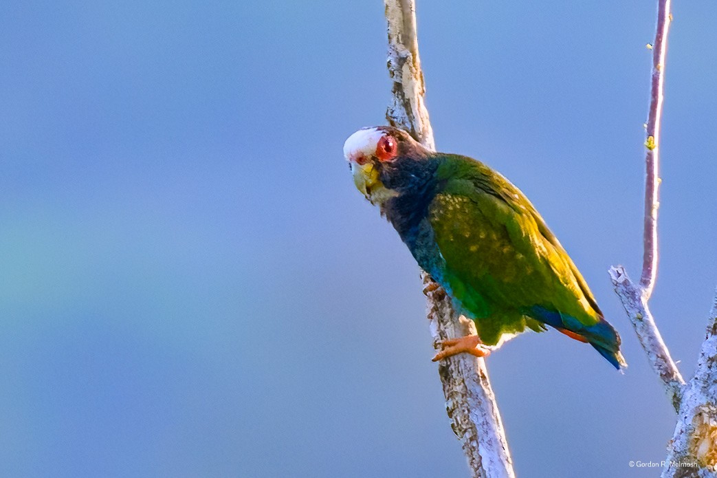 White-crowned Parrot - ML645867576