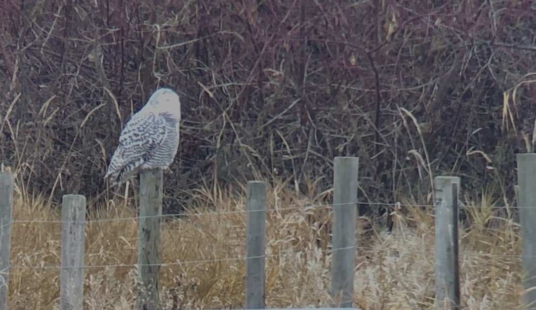 Snowy Owl - ML645867578