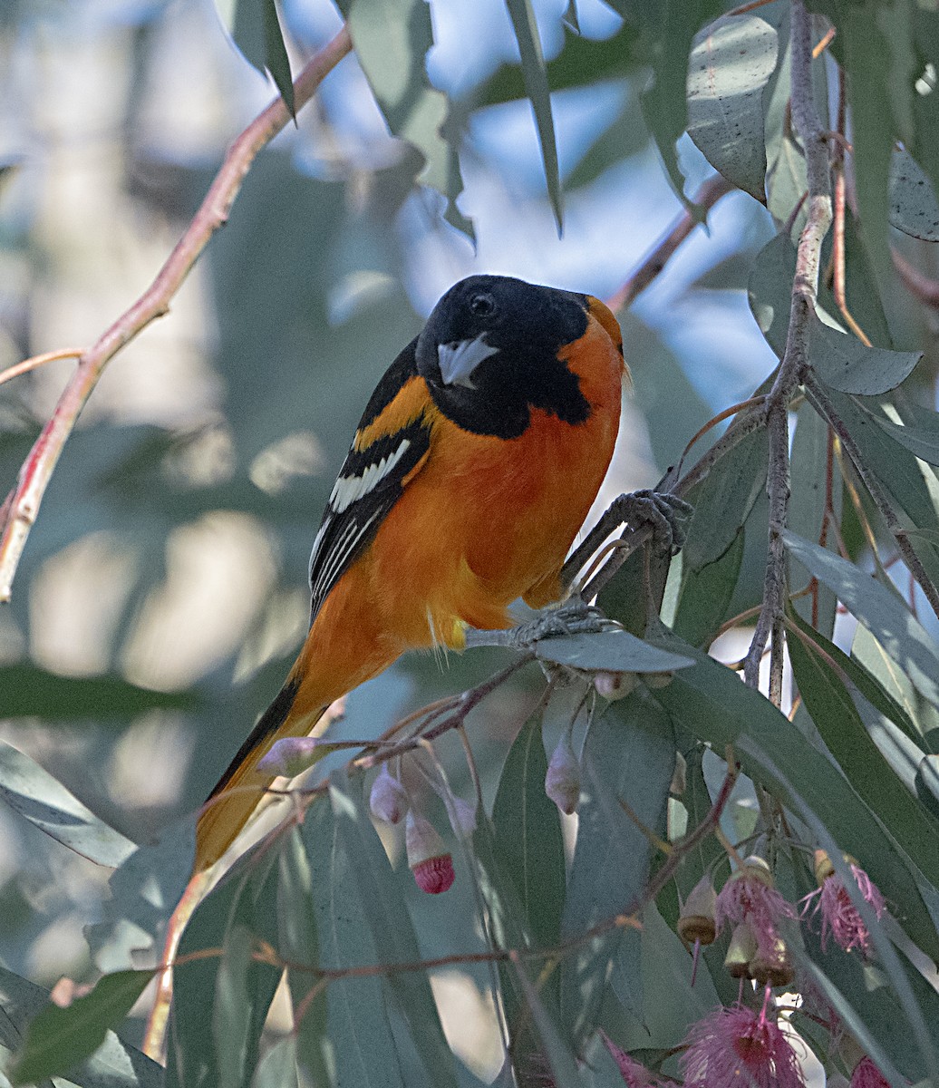 Балтиморский трупиал - ML645867580