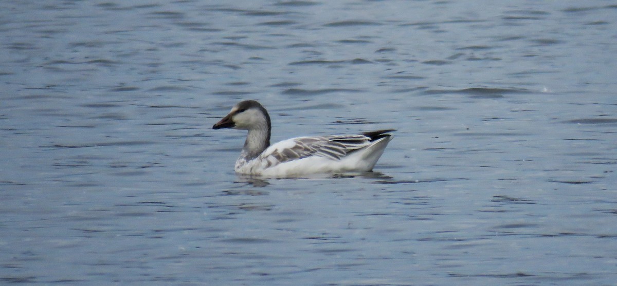 Snow Goose - ML645867585