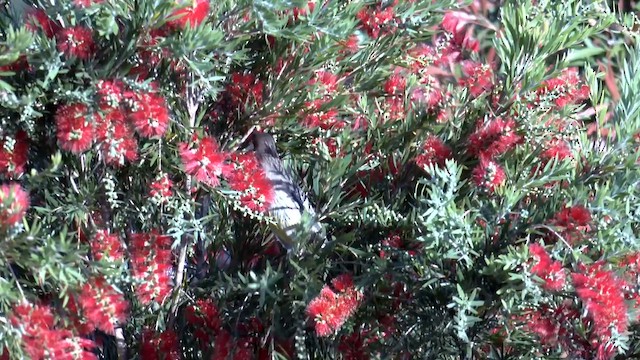 Red Wattlebird - ML645867596