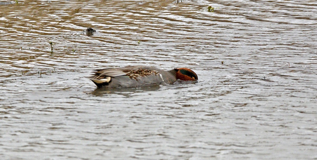 Green-winged Teal - ML645867597