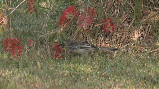 Red Wattlebird - ML645867598