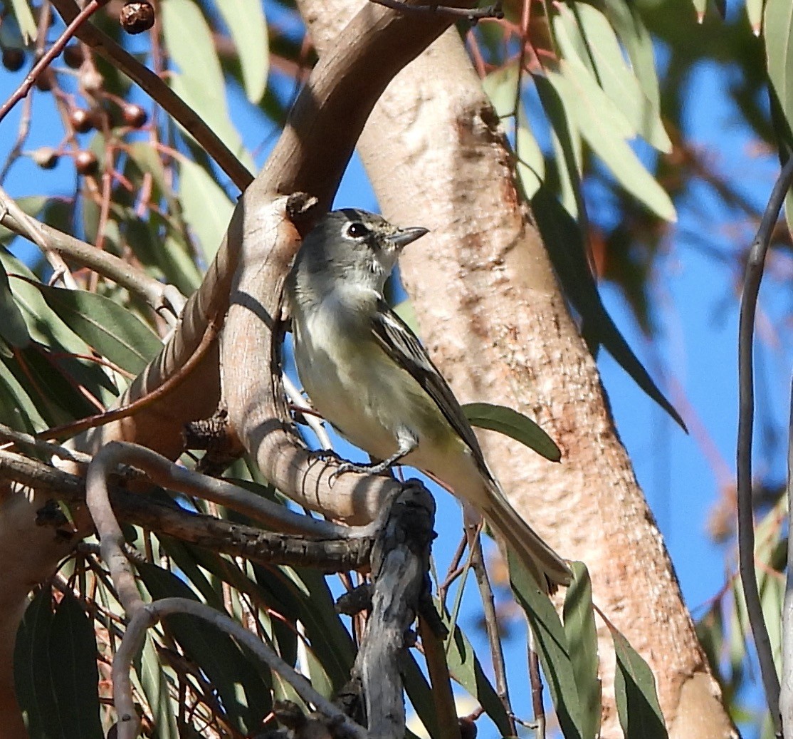 Plumbeous Vireo - ML645867599