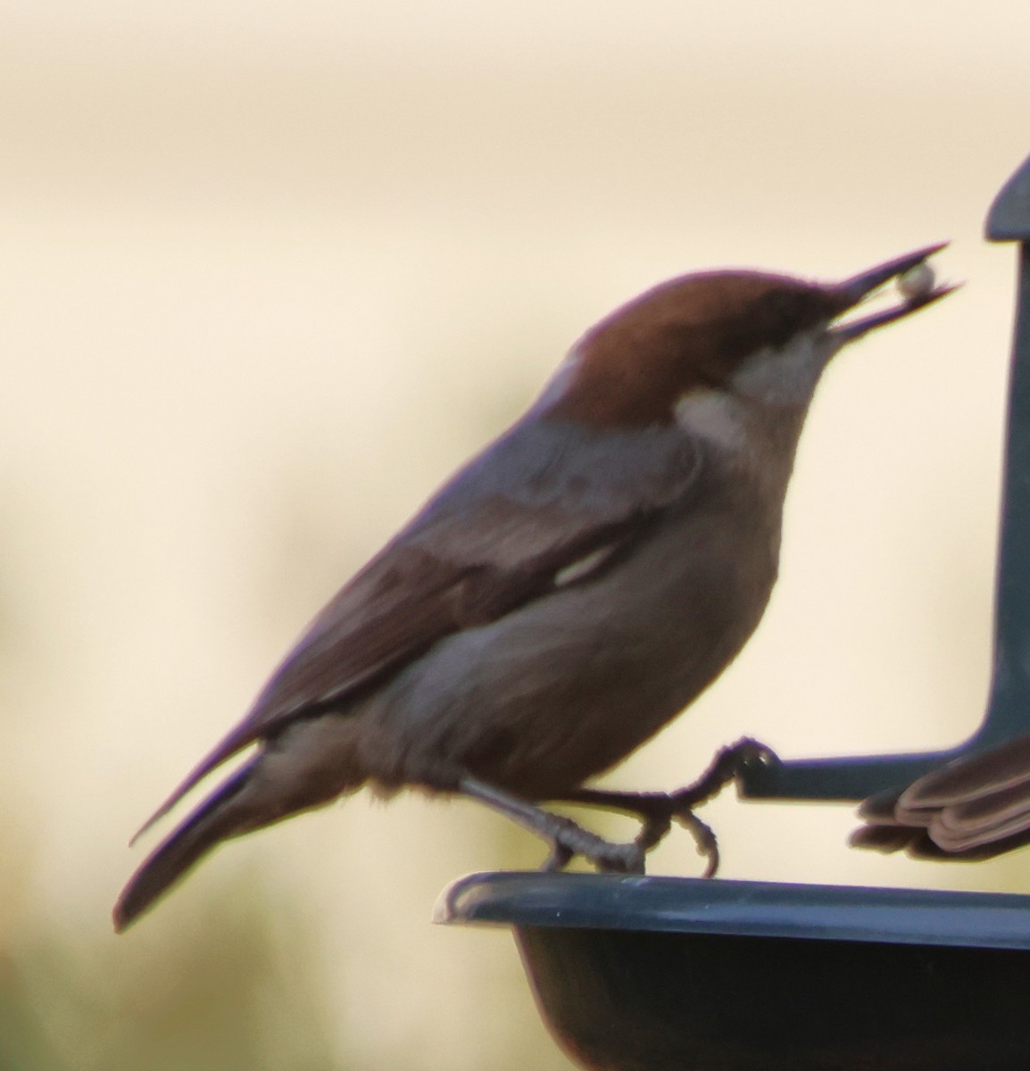 Sittelle à tête brune - ML645867600