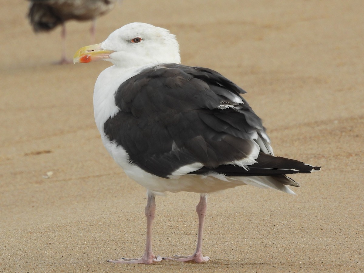 Great Black-backed Gull - ML645867604