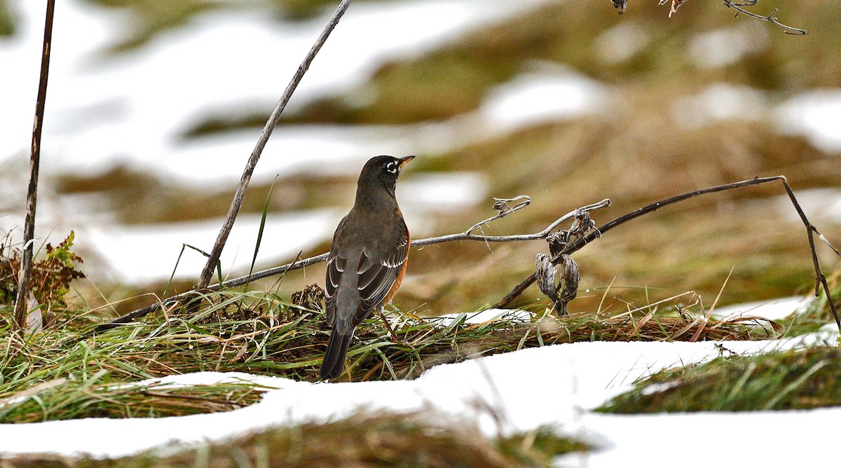American Robin - ML645867606