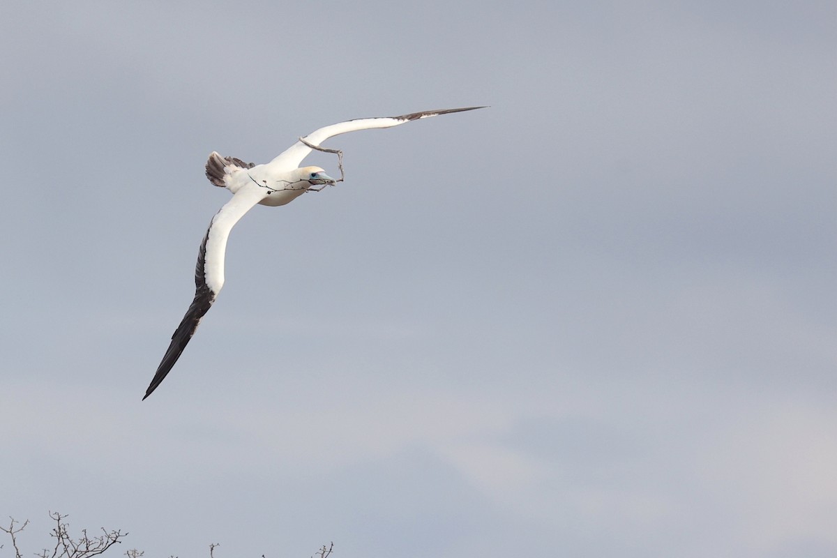 Rotfußtölpel (websteri) - ML645867610