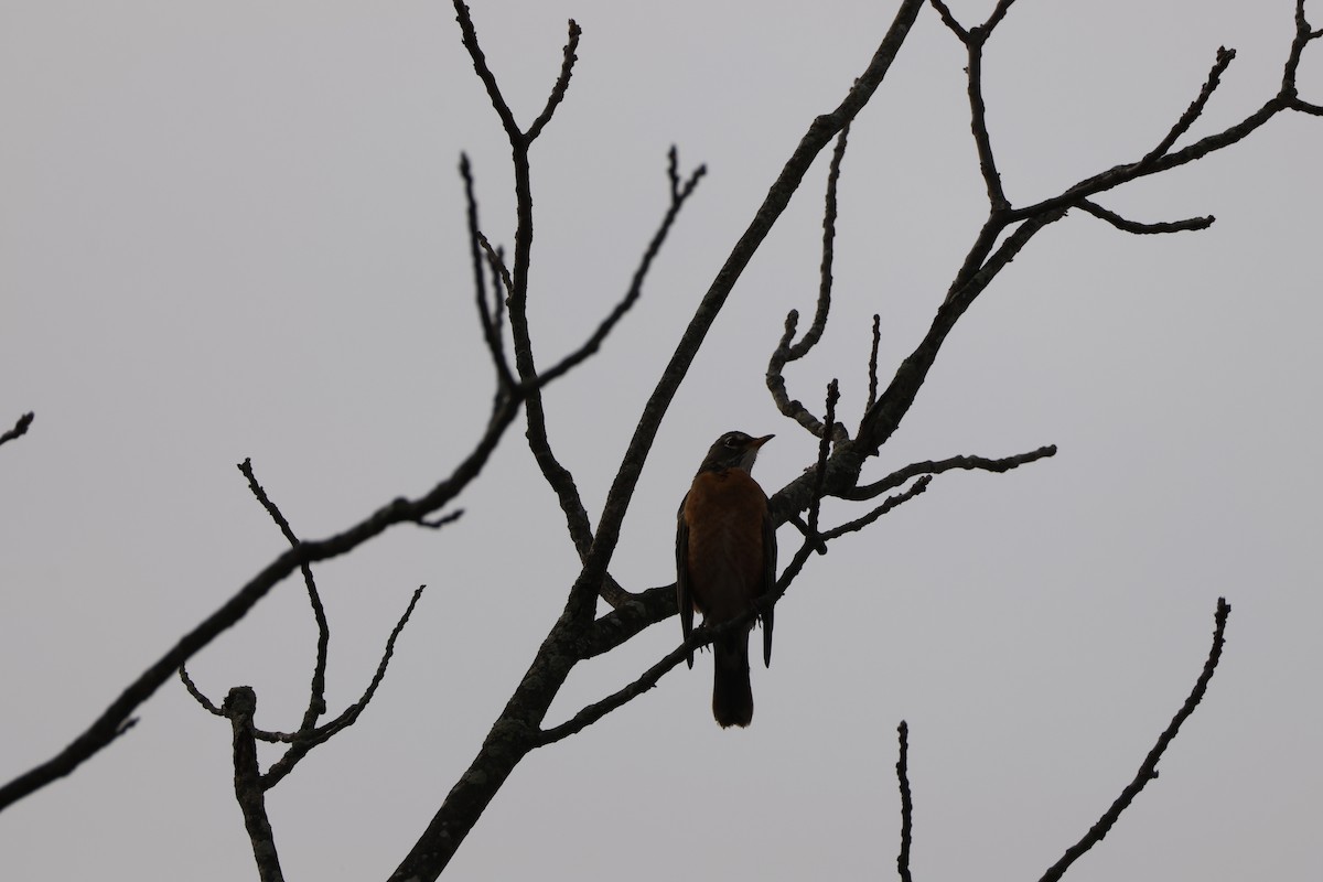 American Robin - ML645867613