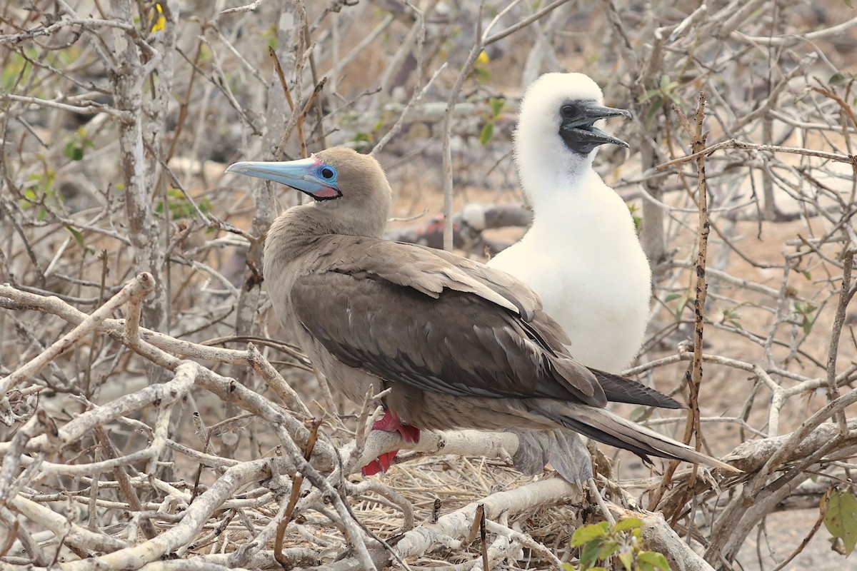 Rotfußtölpel (websteri) - ML645867616