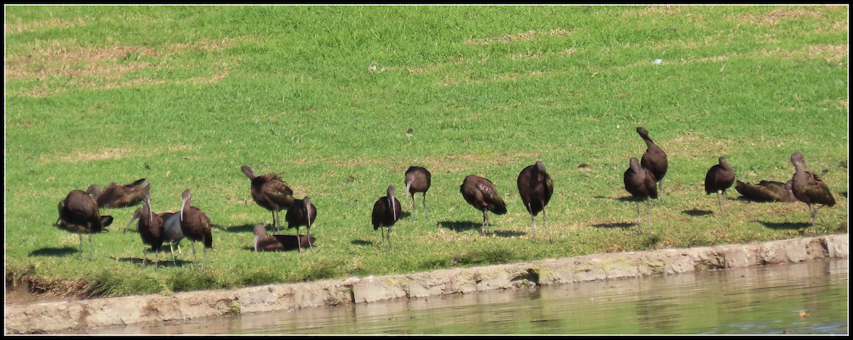 Beltzaran musuzuria - ML645867653