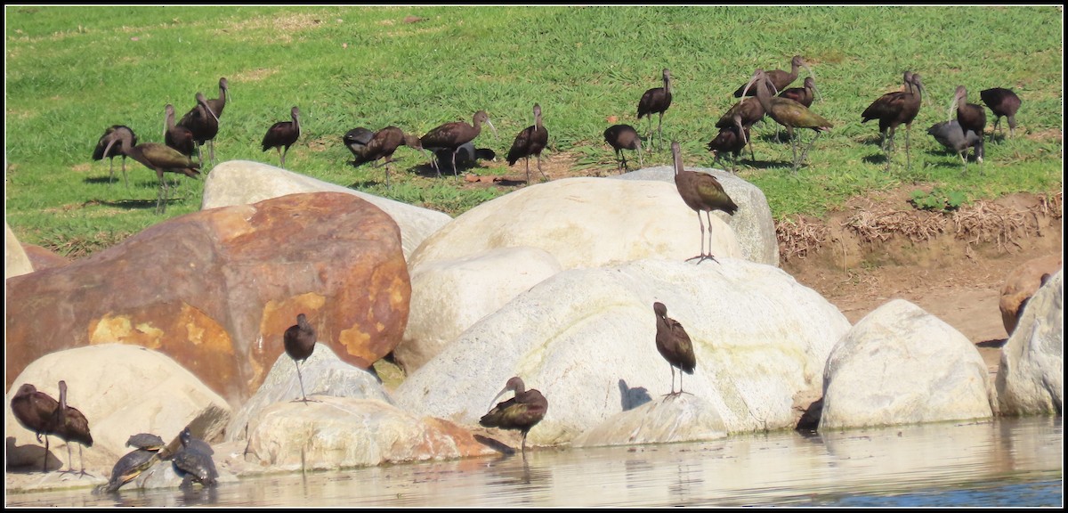 Beltzaran musuzuria - ML645867654