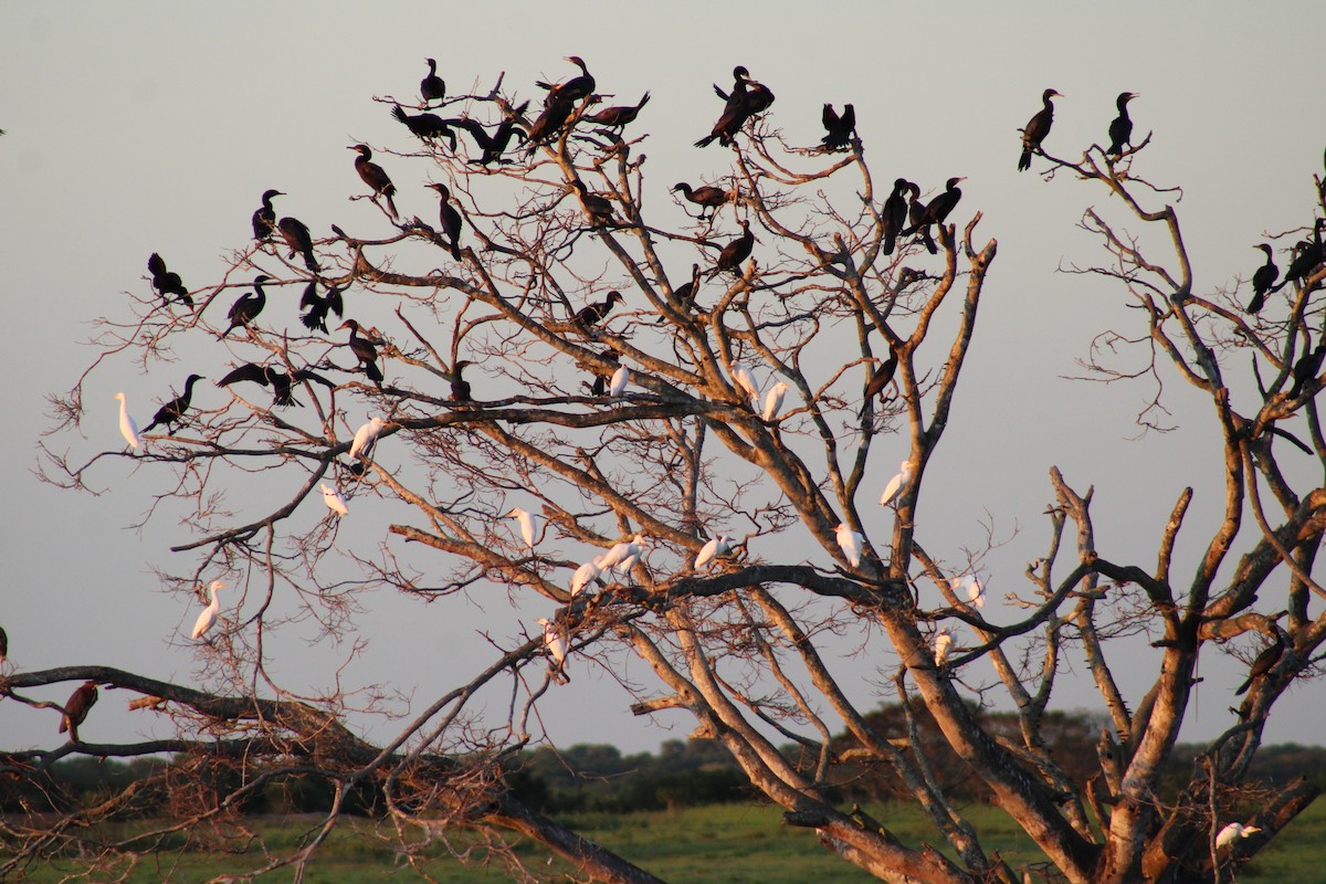 Neotropic Cormorant - ML645867659