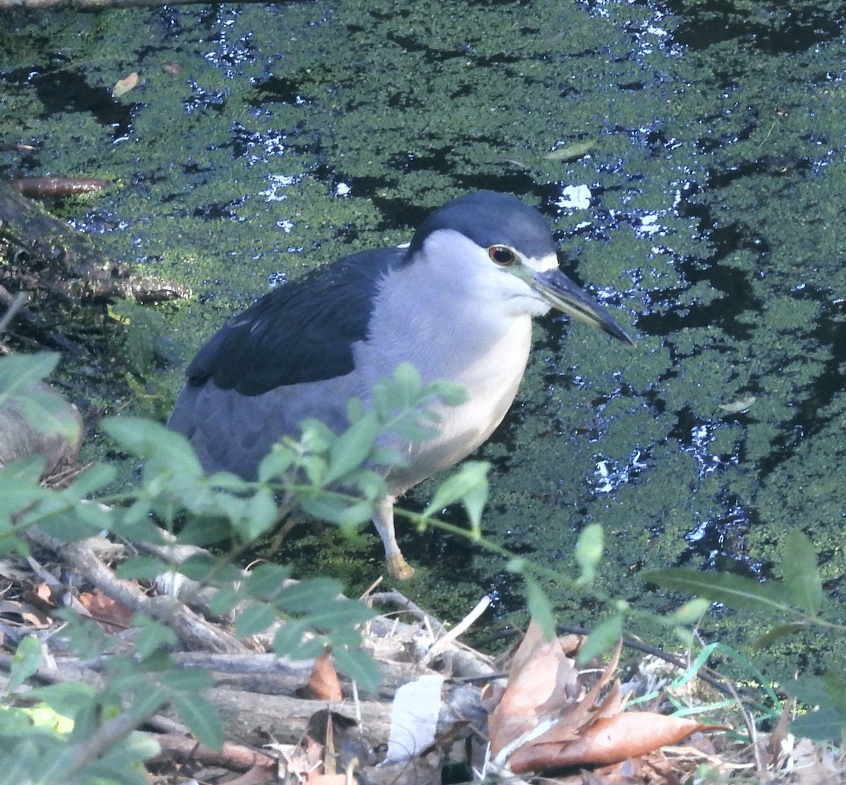 Black-crowned Night Heron - ML645867662