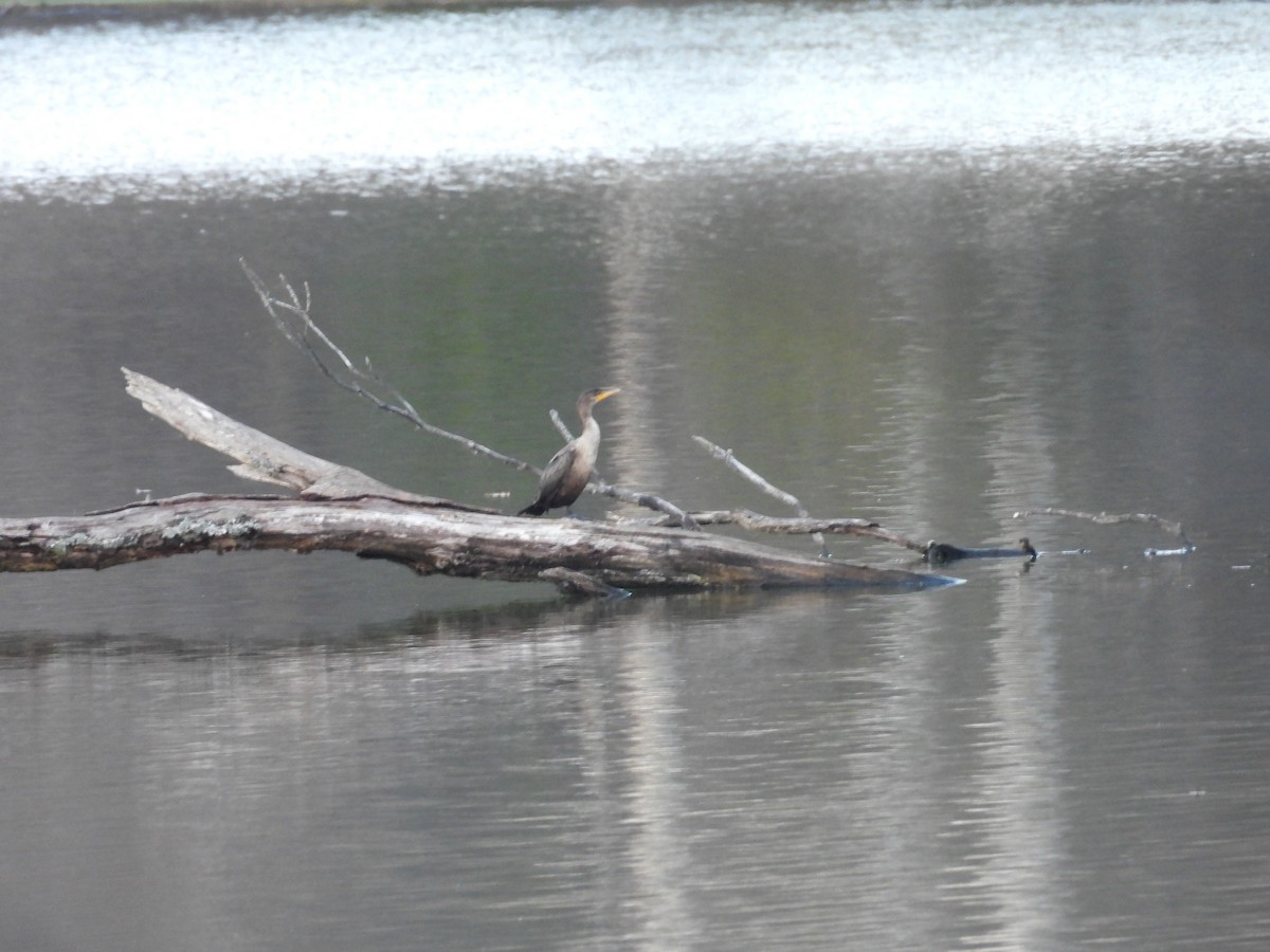 Double-crested Cormorant - ML645867663