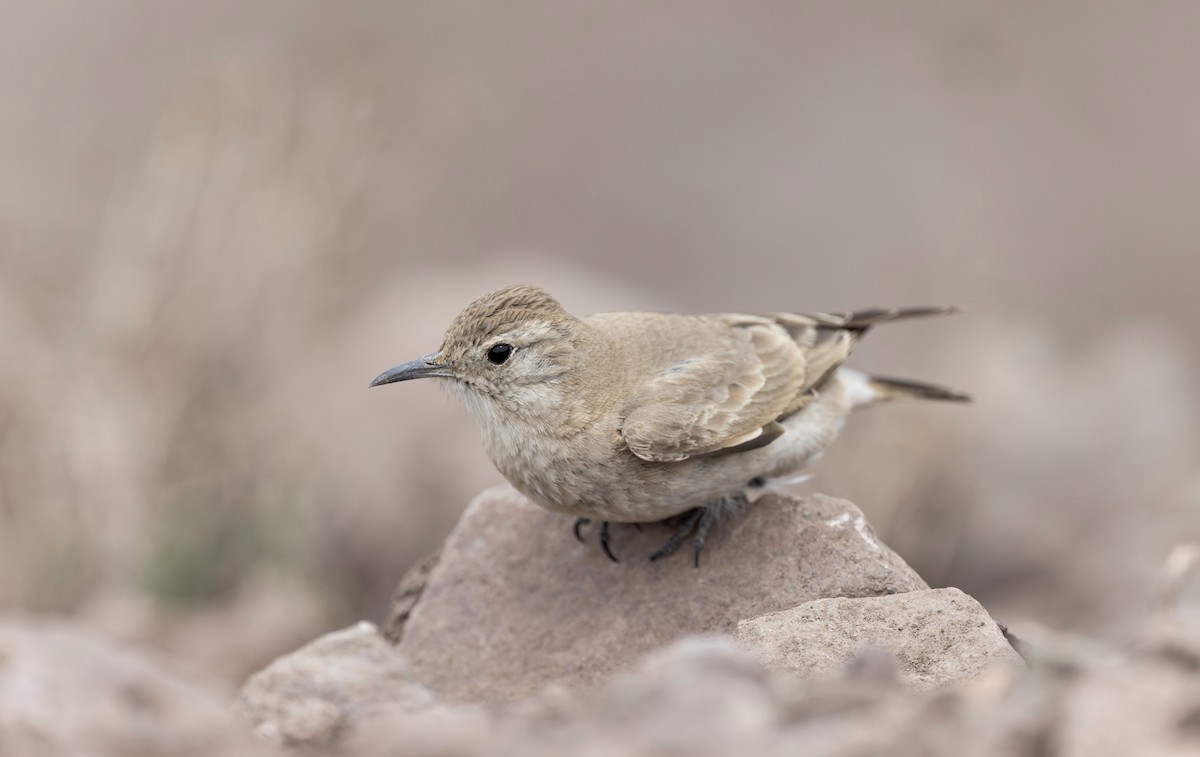 Creamy-rumped Miner - ML645867664