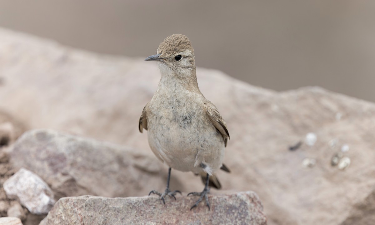 Creamy-rumped Miner - ML645867665