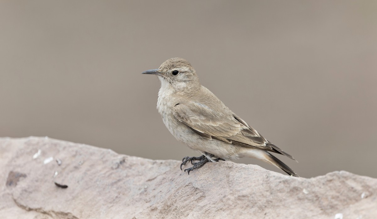 Creamy-rumped Miner - ML645867666