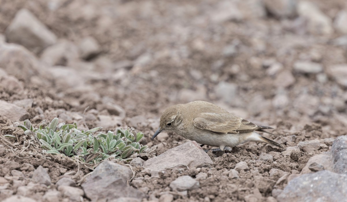 Creamy-rumped Miner - ML645867667