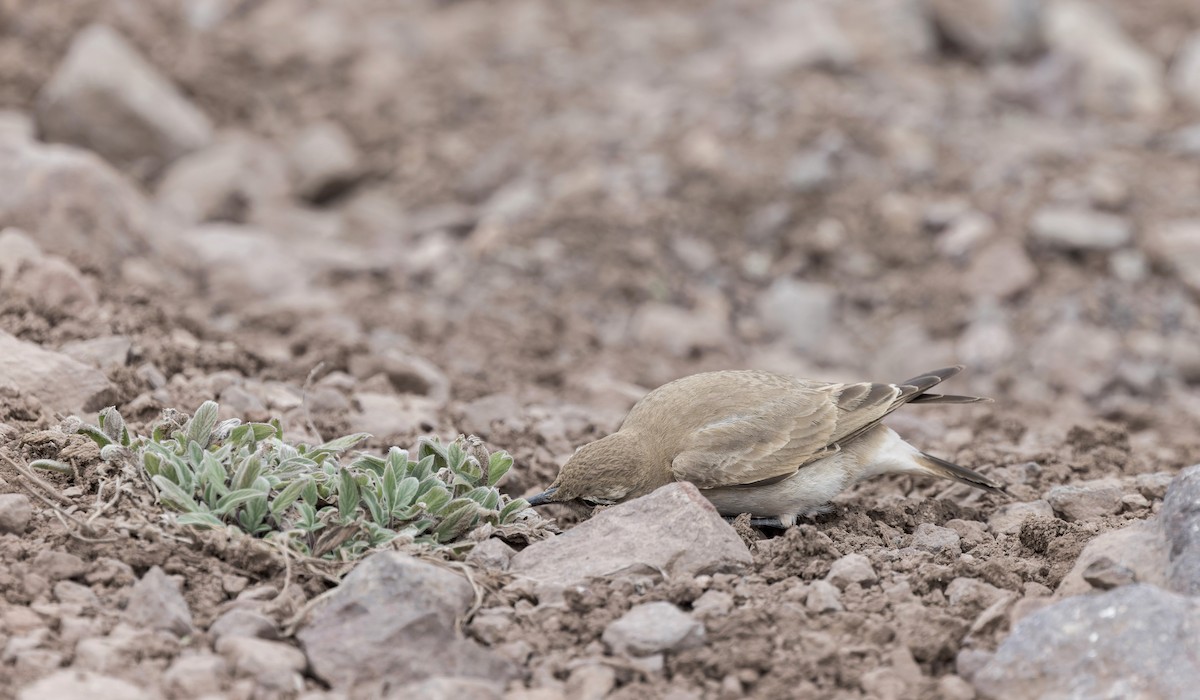 Creamy-rumped Miner - ML645867668