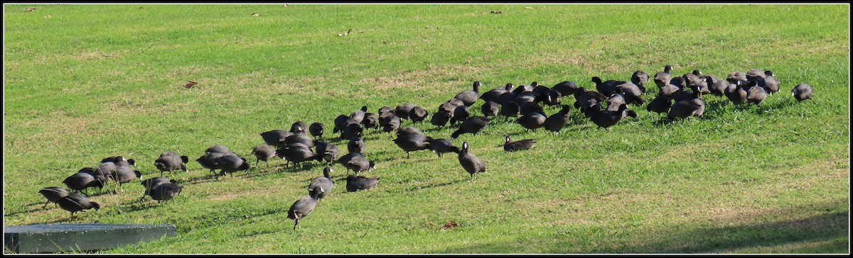 American Coot - ML645867669