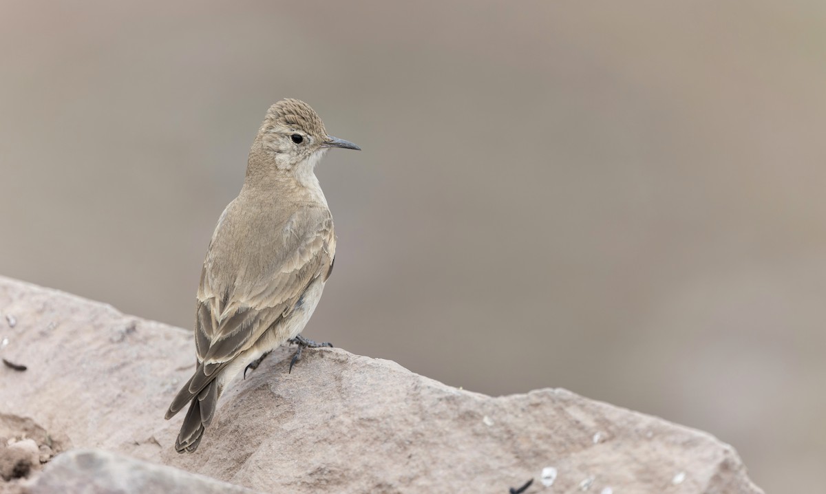 Creamy-rumped Miner - ML645867670