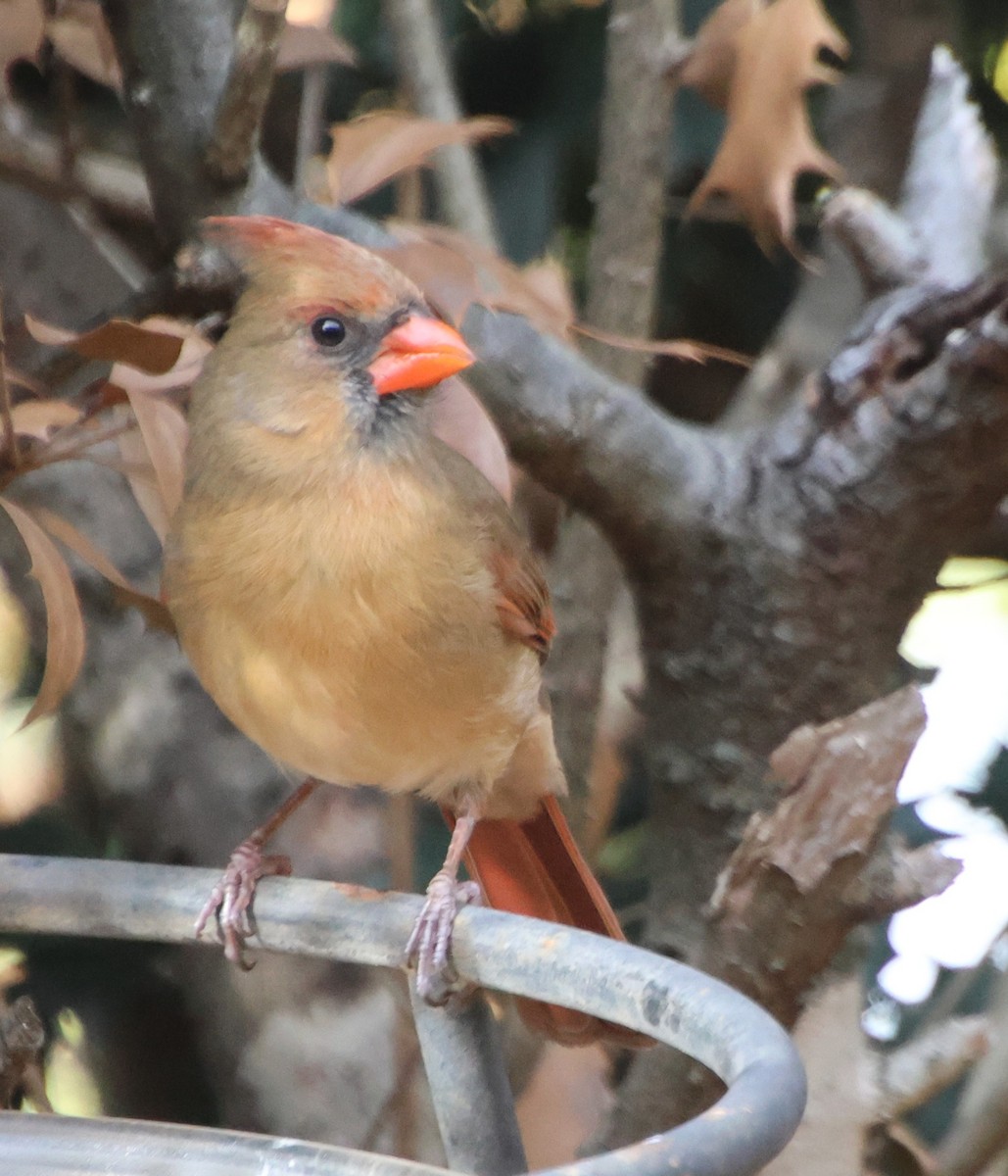 Northern Cardinal - ML645867678