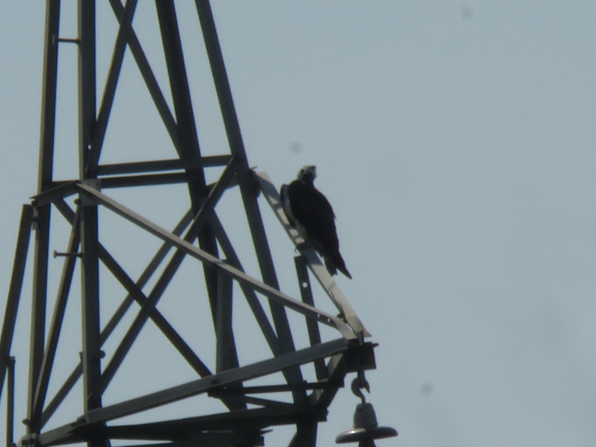 Osprey - ML645867679