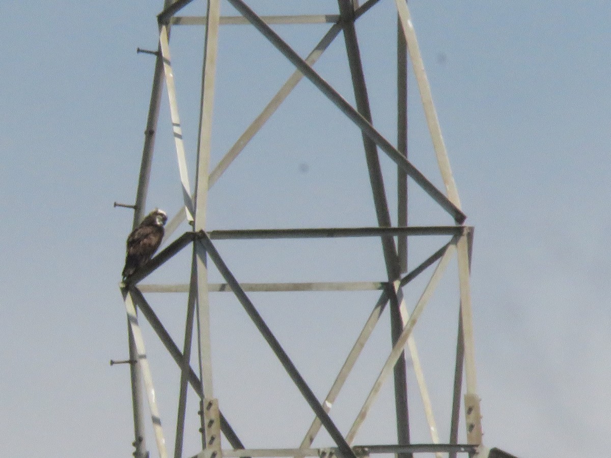 Osprey - ML645867680