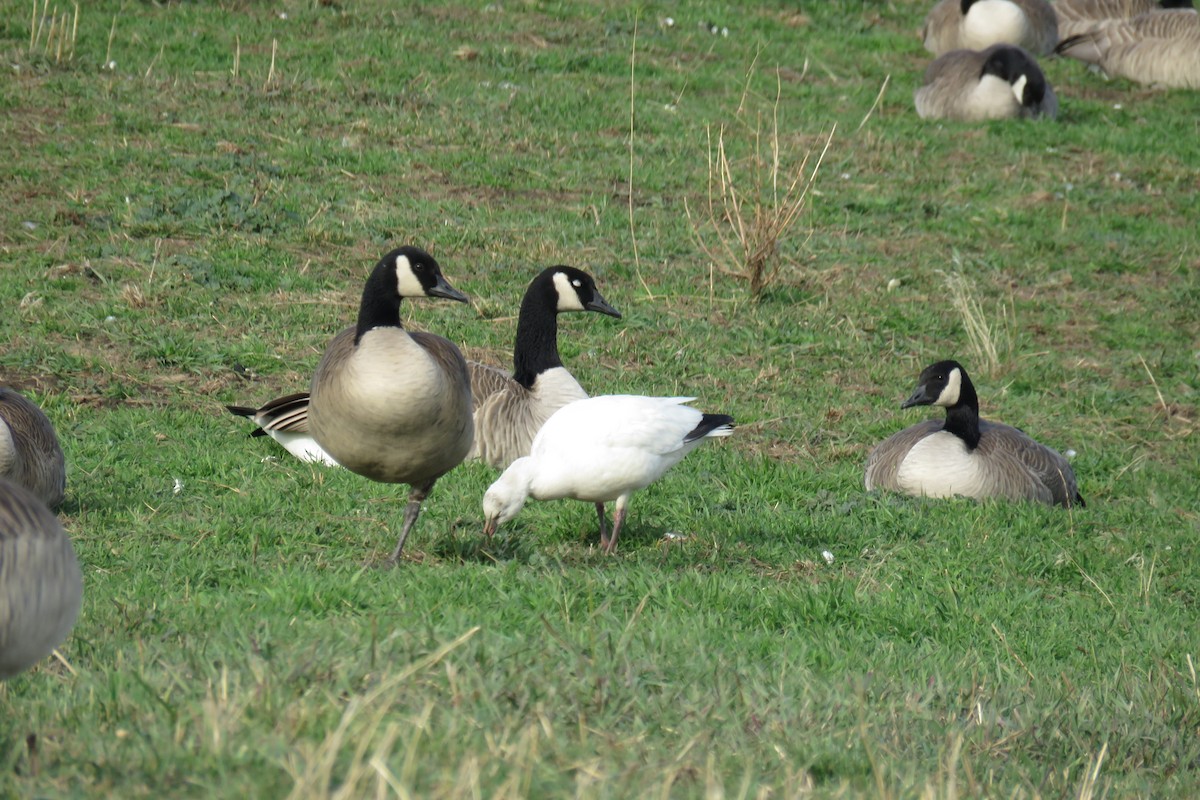 Ross's Goose - ML645867681