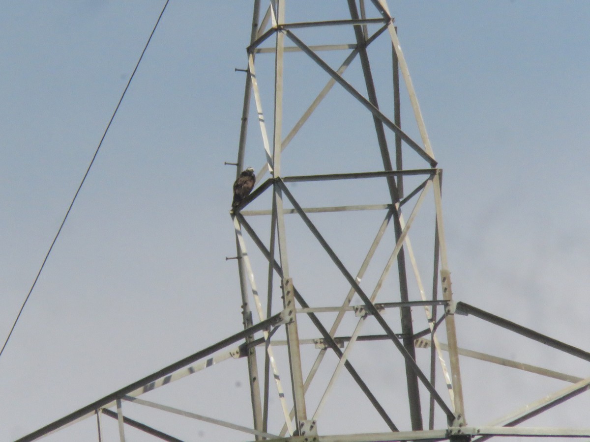 Osprey - ML645867682