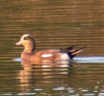 American Wigeon - ML645867683